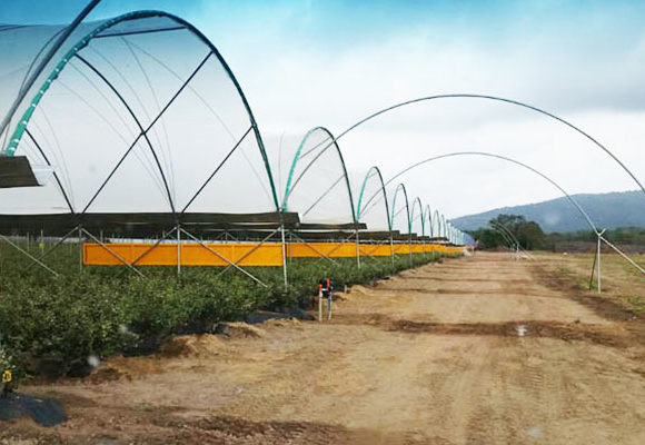 Kruger Berries blueberry cultivation