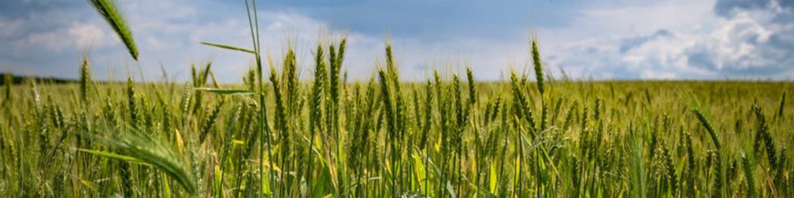 Polygon-News_Expanding-Your-Farming-Activities---Keep-These-Environmental-Requirements-In-Mind Expanding Your Farming Activities? Keep These Environmental Requirements In Mind!
