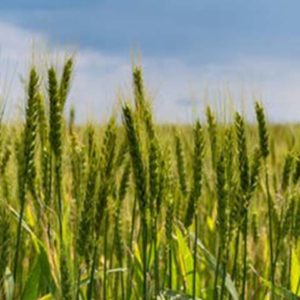 Polygon-News_Expanding-Your-Farming-Activities---Keep-These-Environmental-Requirements-In-Mind Expanding Your Farming Activities? Keep These Environmental Requirements In Mind!