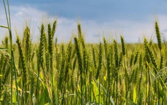 Expanding Your Farming Activities? Keep These Environmental Requirements In Mind!