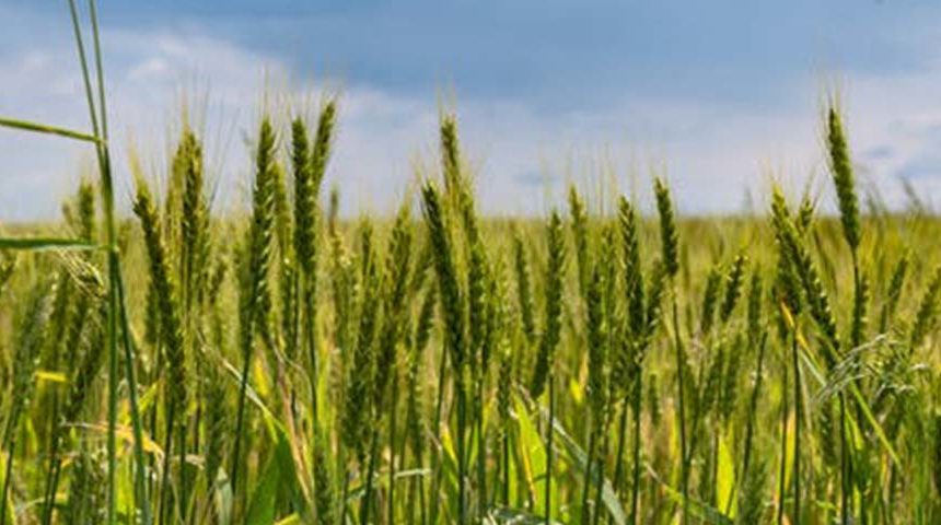 Polygon-News_Expanding-Your-Farming-Activities---Keep-These-Environmental-Requirements-In-Mind Expanding Your Farming Activities? Keep These Environmental Requirements In Mind!